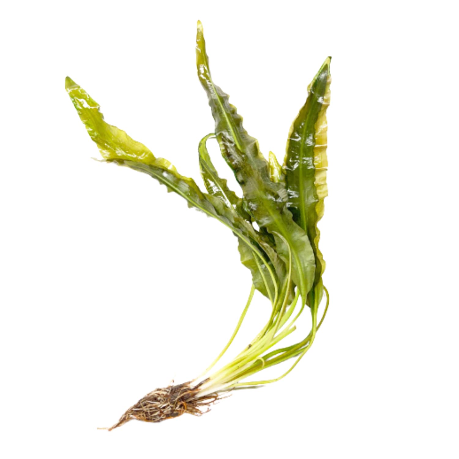Aponogeton crispus